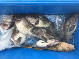 なかくに丸 釣果