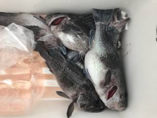 なかくに丸 釣果