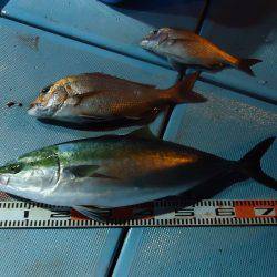 十八宝洋丸 釣果