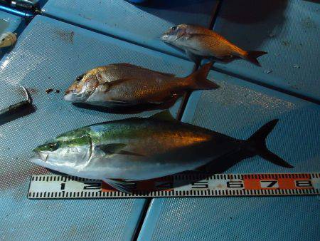 十八宝洋丸 釣果