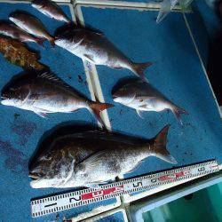 十八宝洋丸 釣果