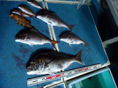 十八宝洋丸 釣果