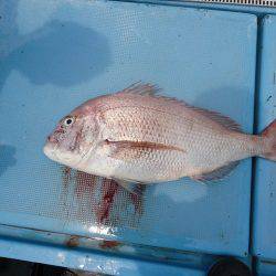 十八宝洋丸 釣果