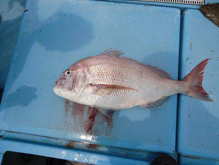 十八宝洋丸 釣果