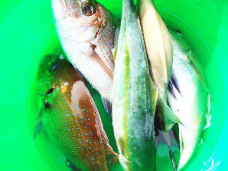 初栄丸 釣果