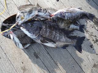 バラモン1号 釣果