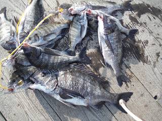 バラモン1号 釣果