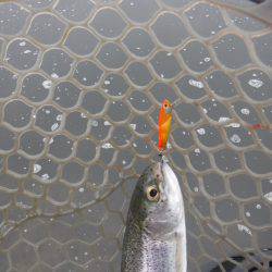 浜名湖フィッシングリゾート 釣果