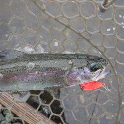 浜名湖フィッシングリゾート 釣果