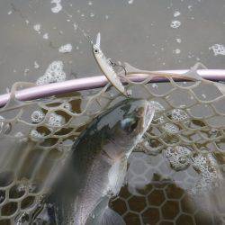 浜名湖フィッシングリゾート 釣果