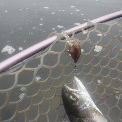 浜名湖フィッシングリゾート 釣果