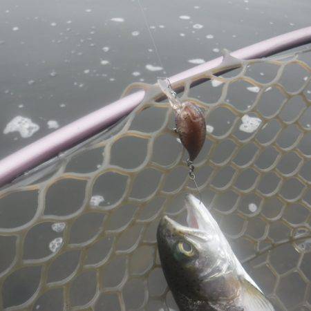 浜名湖フィッシングリゾート 釣果