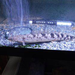 浜名湖フィッシングリゾート 釣果