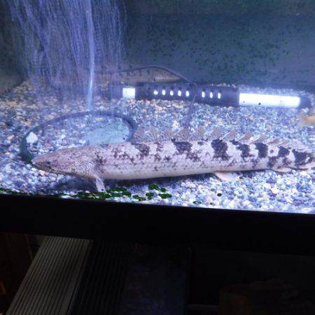 浜名湖フィッシングリゾート 釣果