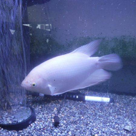 浜名湖フィッシングリゾート 釣果