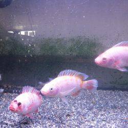 浜名湖フィッシングリゾート 釣果