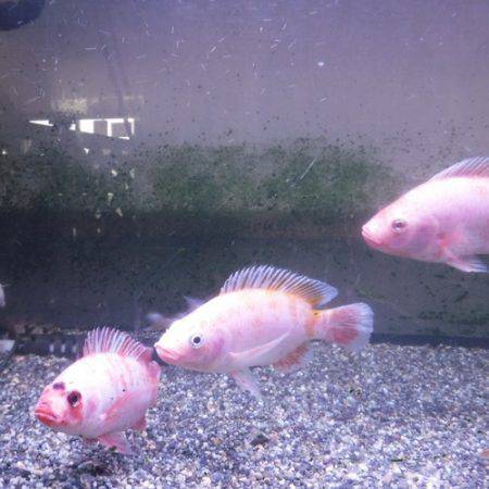 浜名湖フィッシングリゾート 釣果