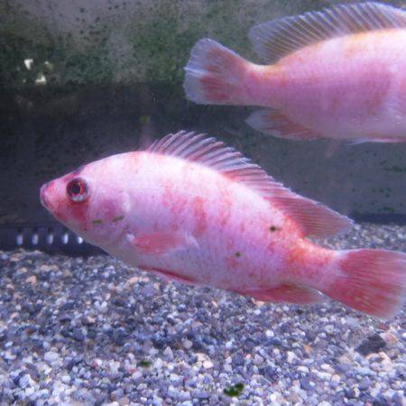 浜名湖フィッシングリゾート 釣果