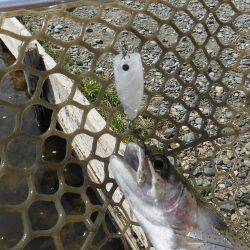 浜名湖フィッシングリゾート 釣果