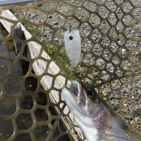 浜名湖フィッシングリゾート 釣果