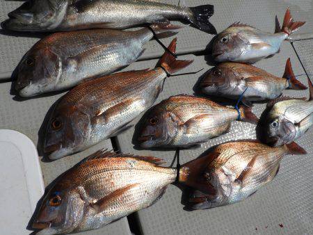 Fisherman Dreams DI 釣果