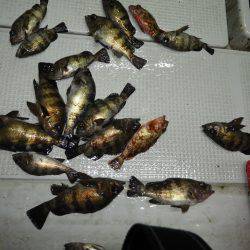 Fisherman Dreams DI 釣果