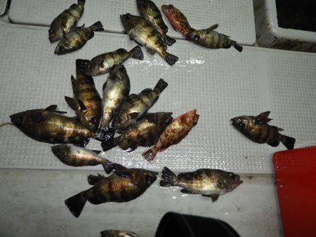 Fisherman Dreams DI 釣果