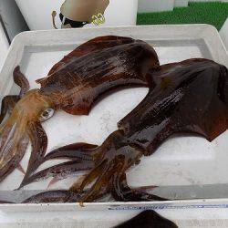 フィッシングボート空風(そらかぜ) 釣果