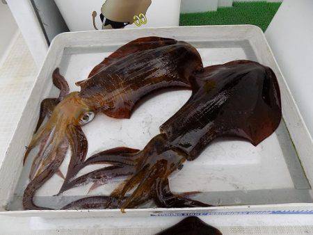 フィッシングボート空風(そらかぜ) 釣果