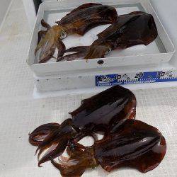 フィッシングボート空風(そらかぜ) 釣果