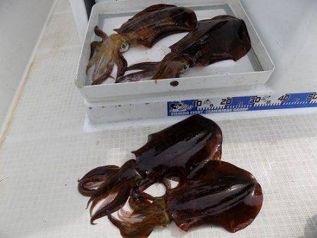 フィッシングボート空風(そらかぜ) 釣果