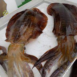 フィッシングボート空風(そらかぜ) 釣果