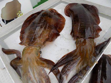 フィッシングボート空風(そらかぜ) 釣果