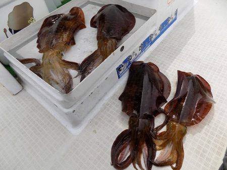 フィッシングボート空風(そらかぜ) 釣果