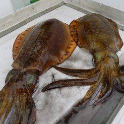 フィッシングボート空風(そらかぜ) 釣果