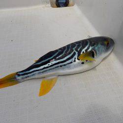 フィッシングボート空風(そらかぜ) 釣果