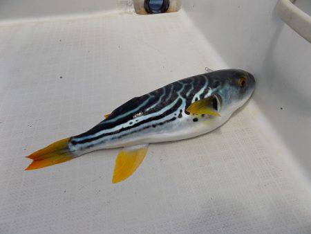 フィッシングボート空風(そらかぜ) 釣果