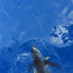 Fisherman Dreams DI 釣果