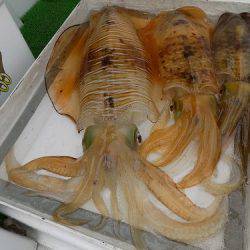 フィッシングボート空風(そらかぜ) 釣果