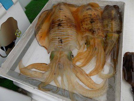 フィッシングボート空風(そらかぜ) 釣果