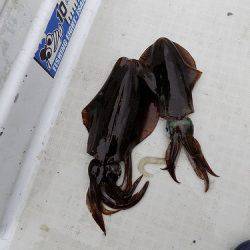 フィッシングボート空風(そらかぜ) 釣果