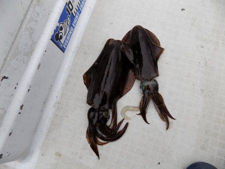 フィッシングボート空風(そらかぜ) 釣果