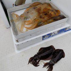 フィッシングボート空風(そらかぜ) 釣果