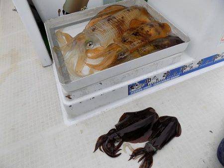 フィッシングボート空風（そらかぜ） 釣果