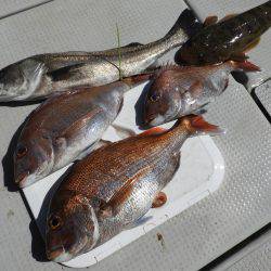 Fisherman Dreams DI 釣果