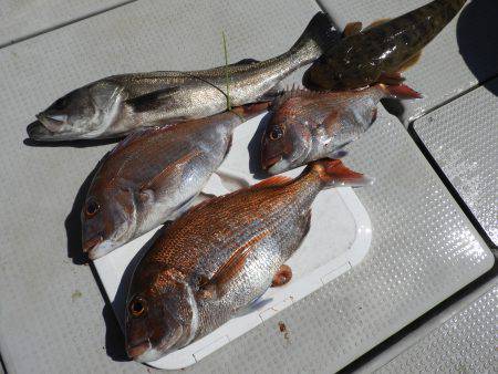 Fisherman Dreams DI 釣…