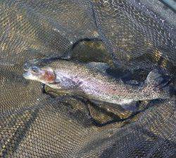 会津大川（会津非出資漁業協同組合） 釣果