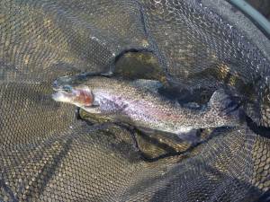 会津大川（会津非出資漁業協同組合） 釣果