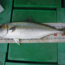 海宝丸 島根 釣果