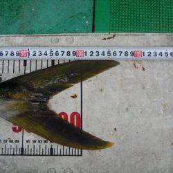 海宝丸 島根 釣果